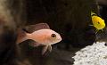 Aulonocara - (Fire fish)